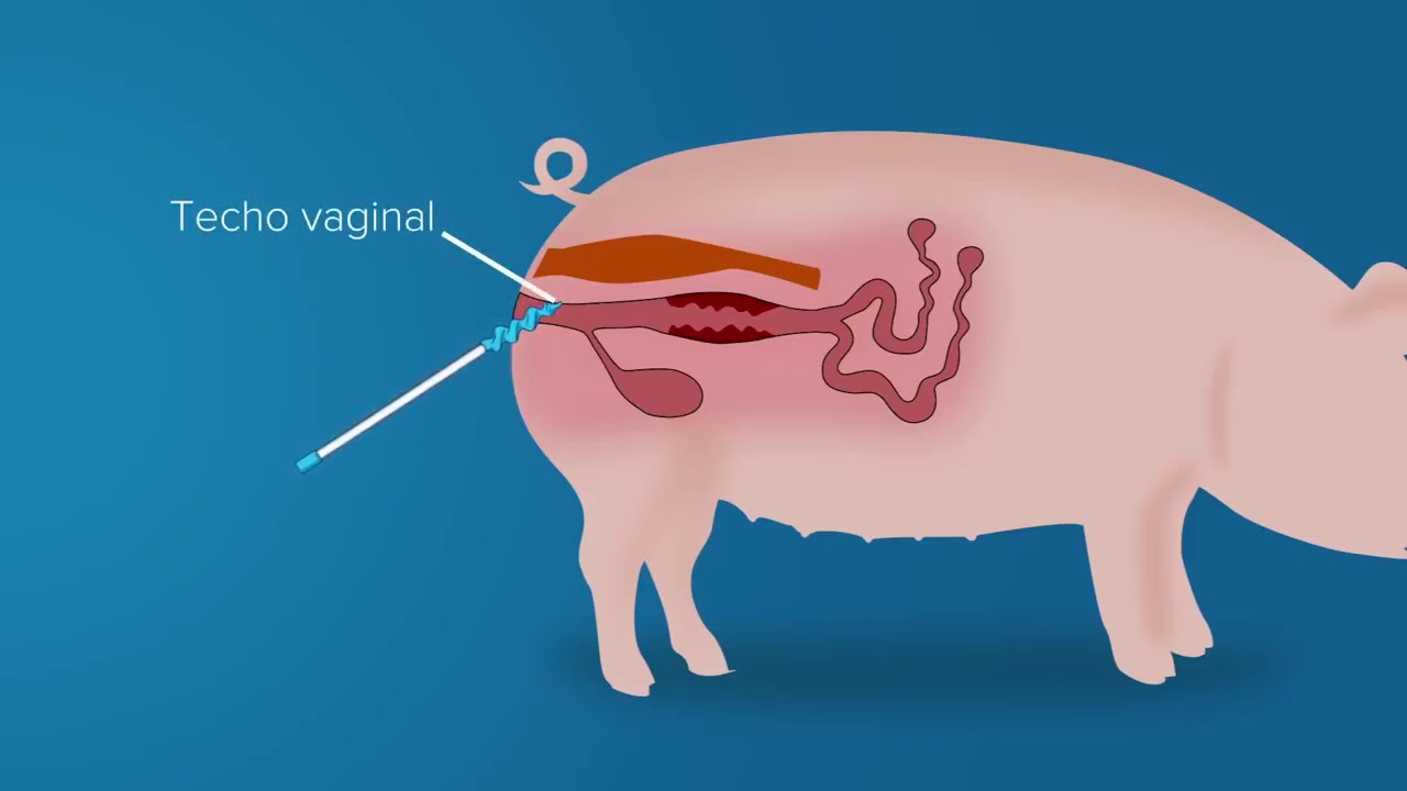 INSEMINACIÓN ARTIFICIAL