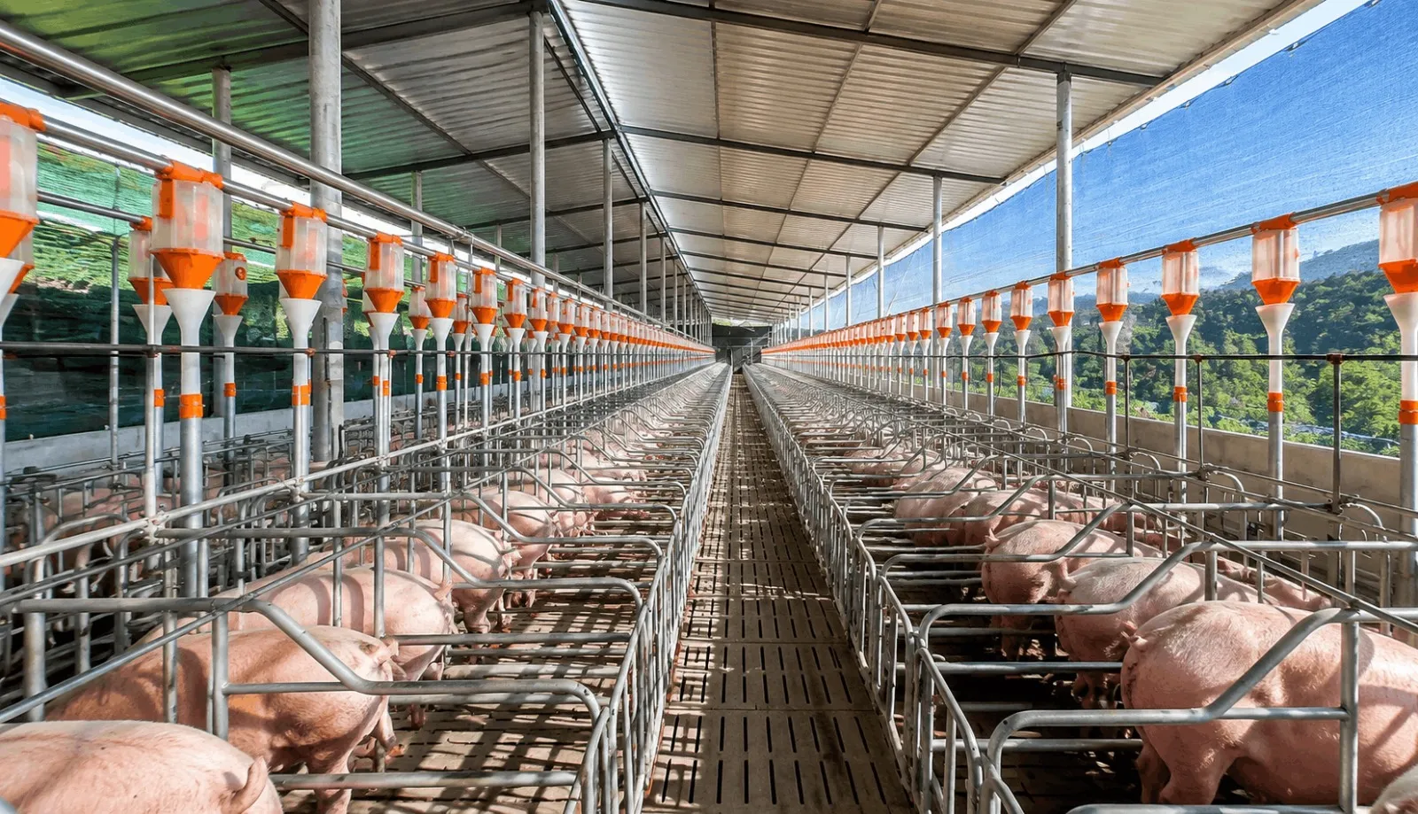 PROYECTO DE 240 CERDAS GESTANTES CON SISTEMA DE ALIMENTACIÓN AUTOMÁTICA